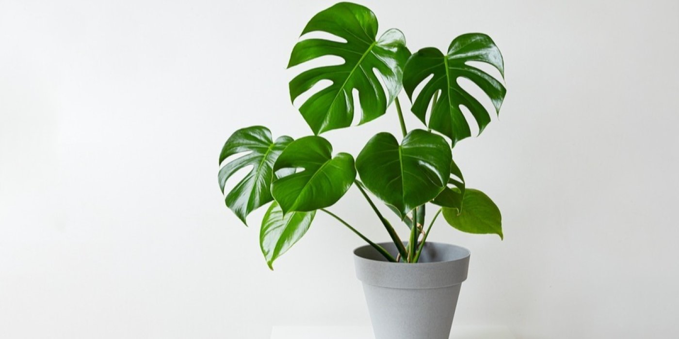 Monstera