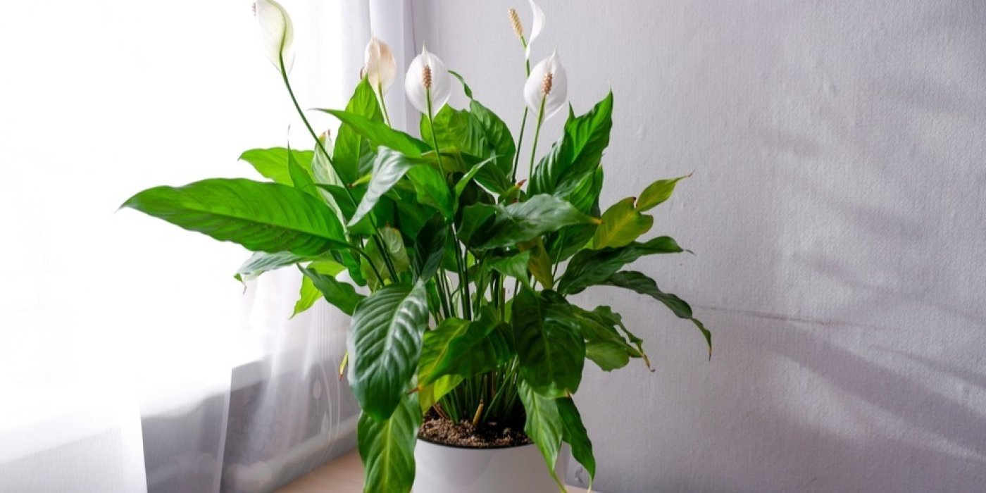 Lopatkovec, toulcovka