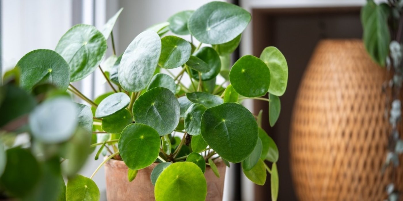 Pilea