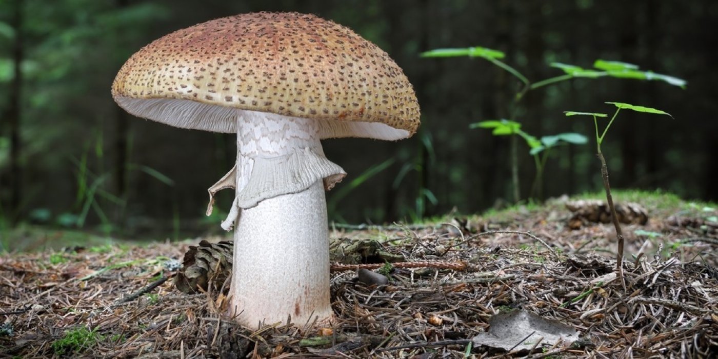 Muchomůrka růžovka