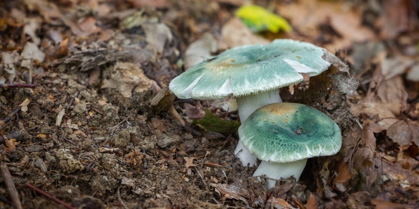 Holubinka nazelenalá