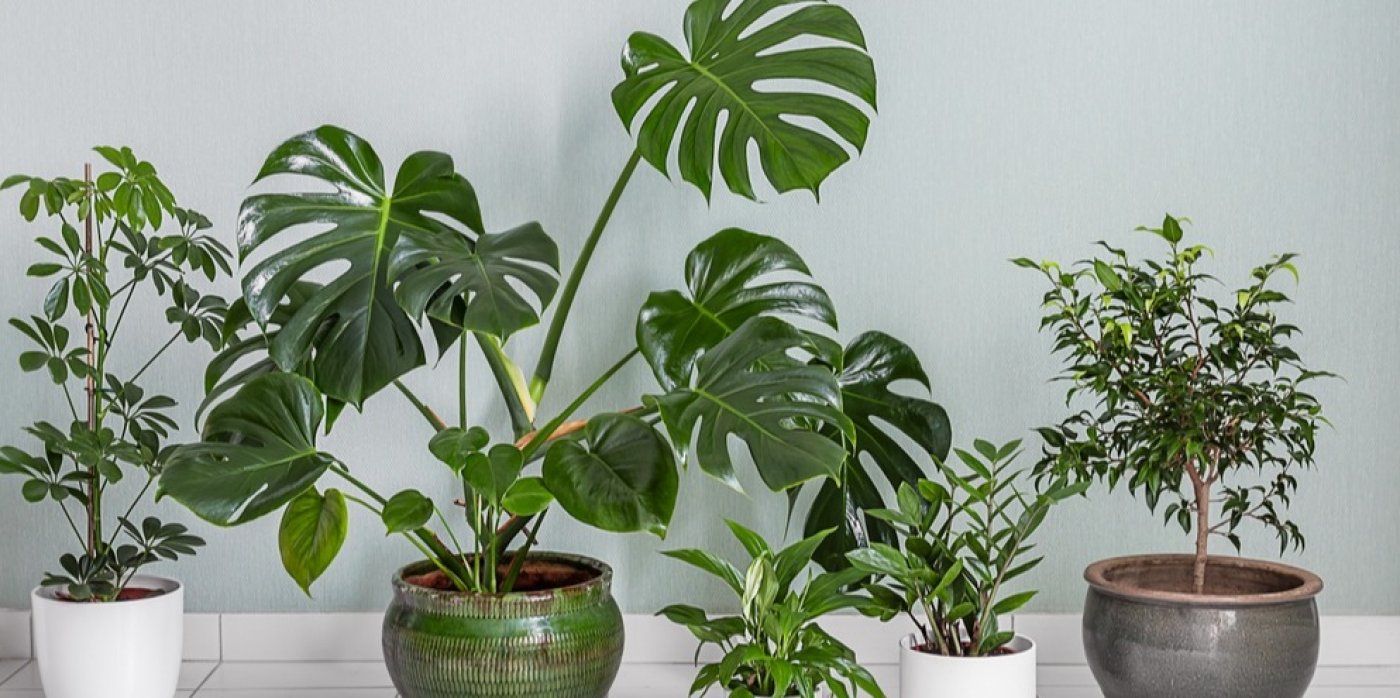 Pokojové rostliny v květináči