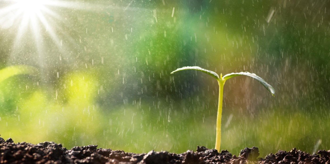 Sazenička roste ze země, prší a svítí slunce