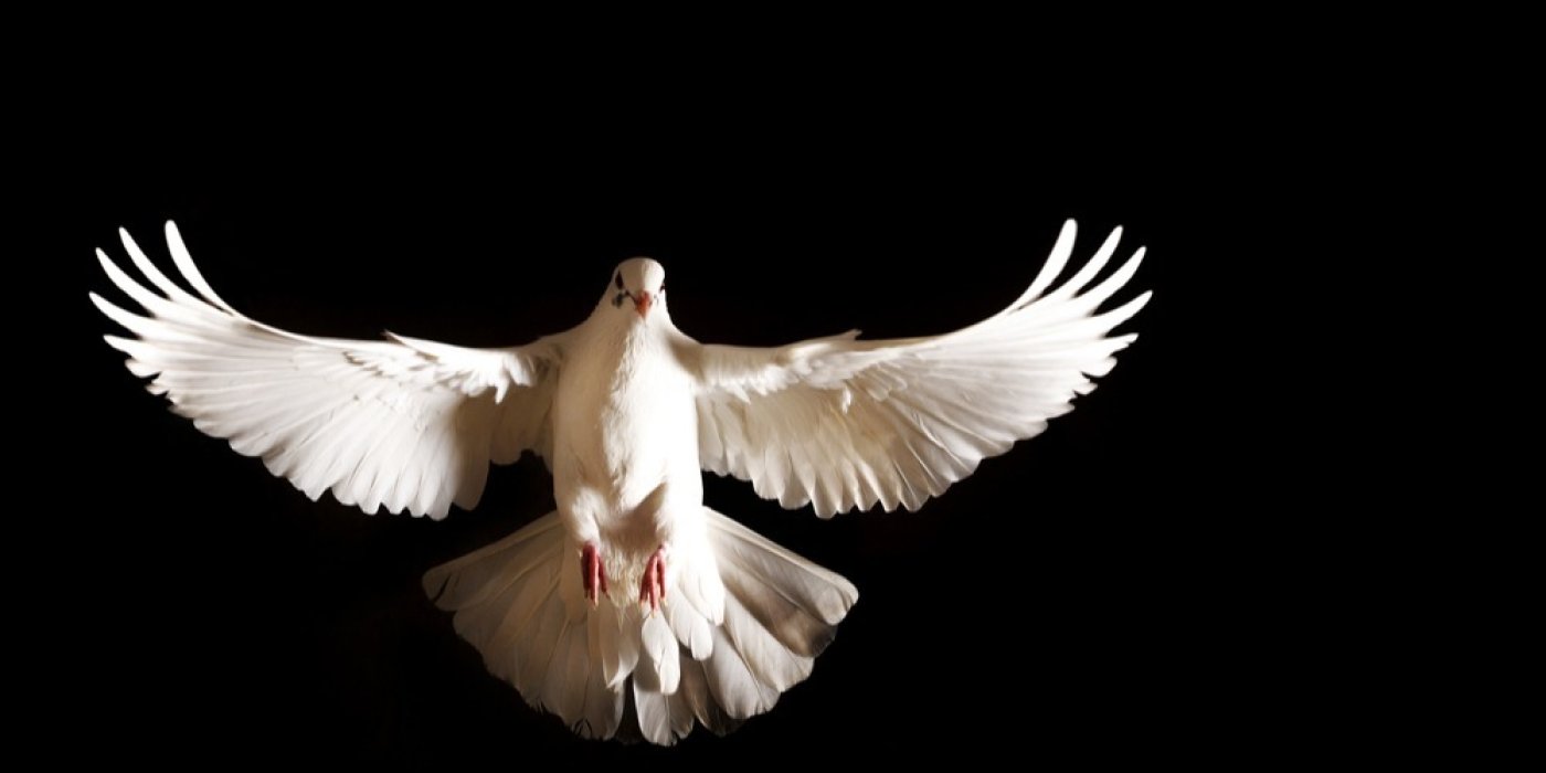 Bílá holubice na černém pozadí