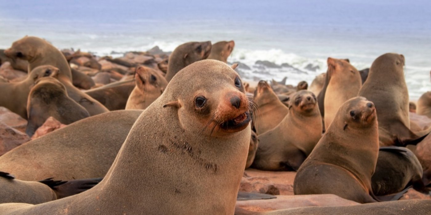 Lachtani na pobřeží