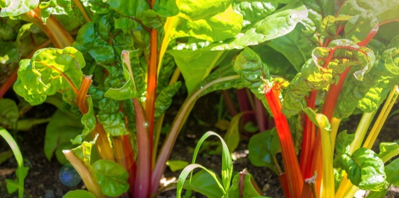 Rostoucí rebarbora – stonky i listy