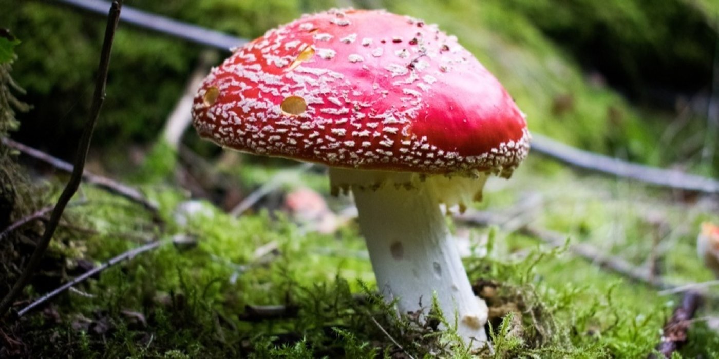 Muchomůrka červená