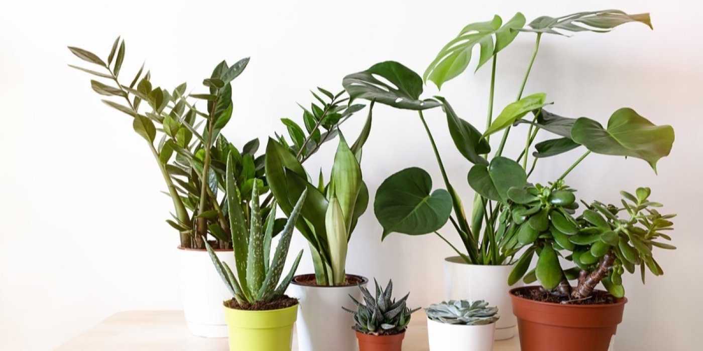 Kolekce pokojových rostlin