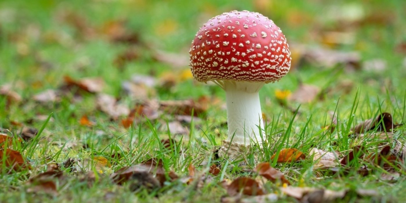 Muchomůrka červená
